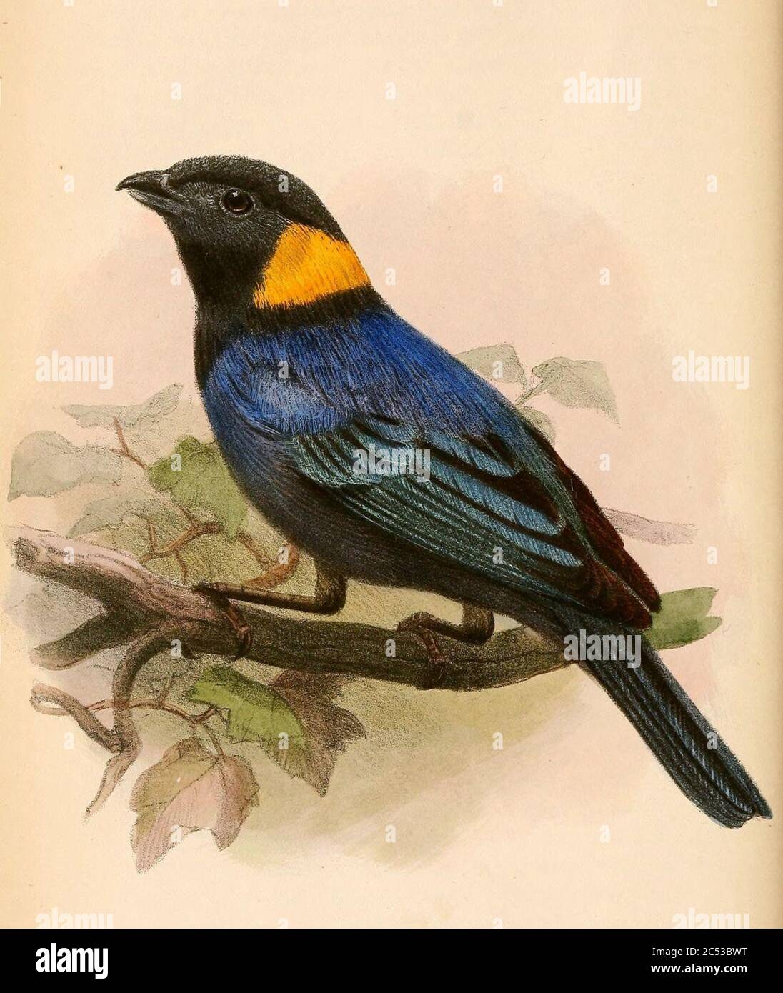 Iridosornis reinhardti hires stock photography and images Alamy