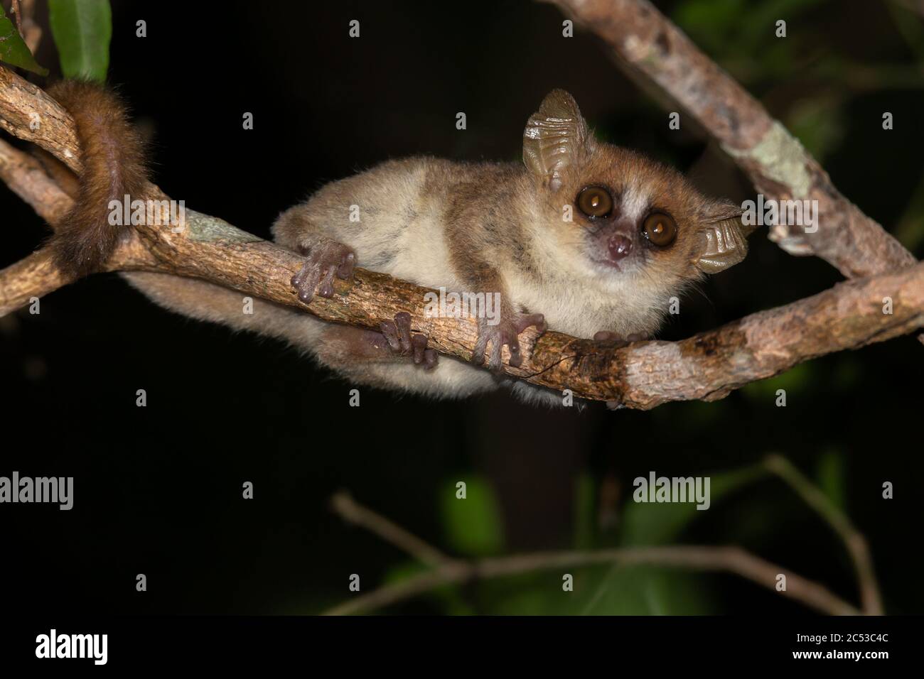 One little mouse lemur on a branch, taken at night Stock Photo