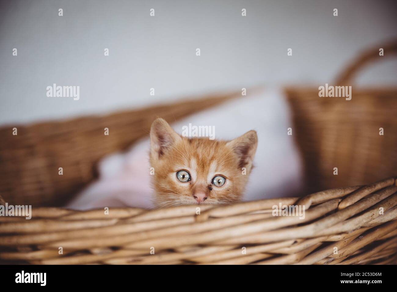 Hidden cute brown curious kitten with blue eyes looking over the edge of the creel Stock Photo