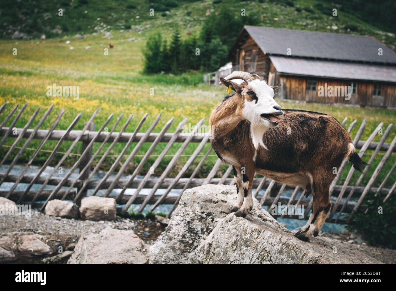 Bleating small brown horned mountain goat standing on the stone in front of wooden fence under the blooming meadow of Switzerland mountains Stock Photo