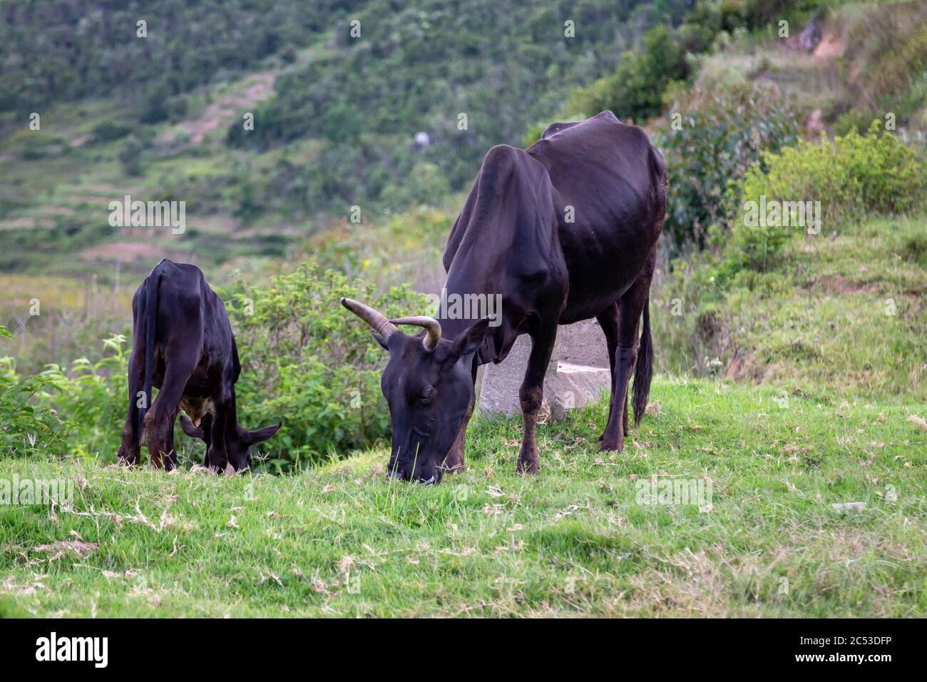 The Zebu cattle in the pasture on the island of Madagascar Stock Photo Alamy