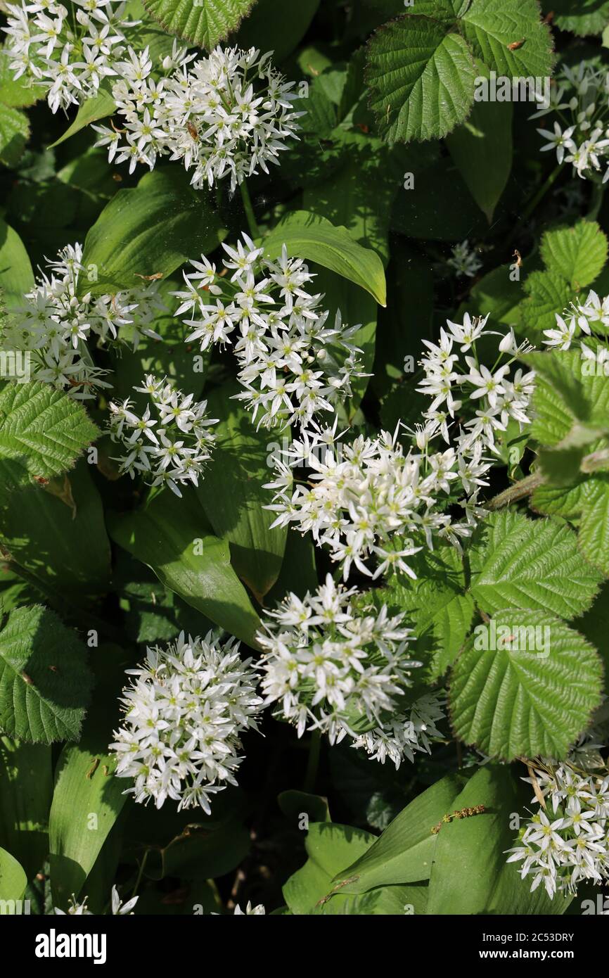 Vertical shot of Clematis recta surrounded by greenery under the sunlight Stock Photo