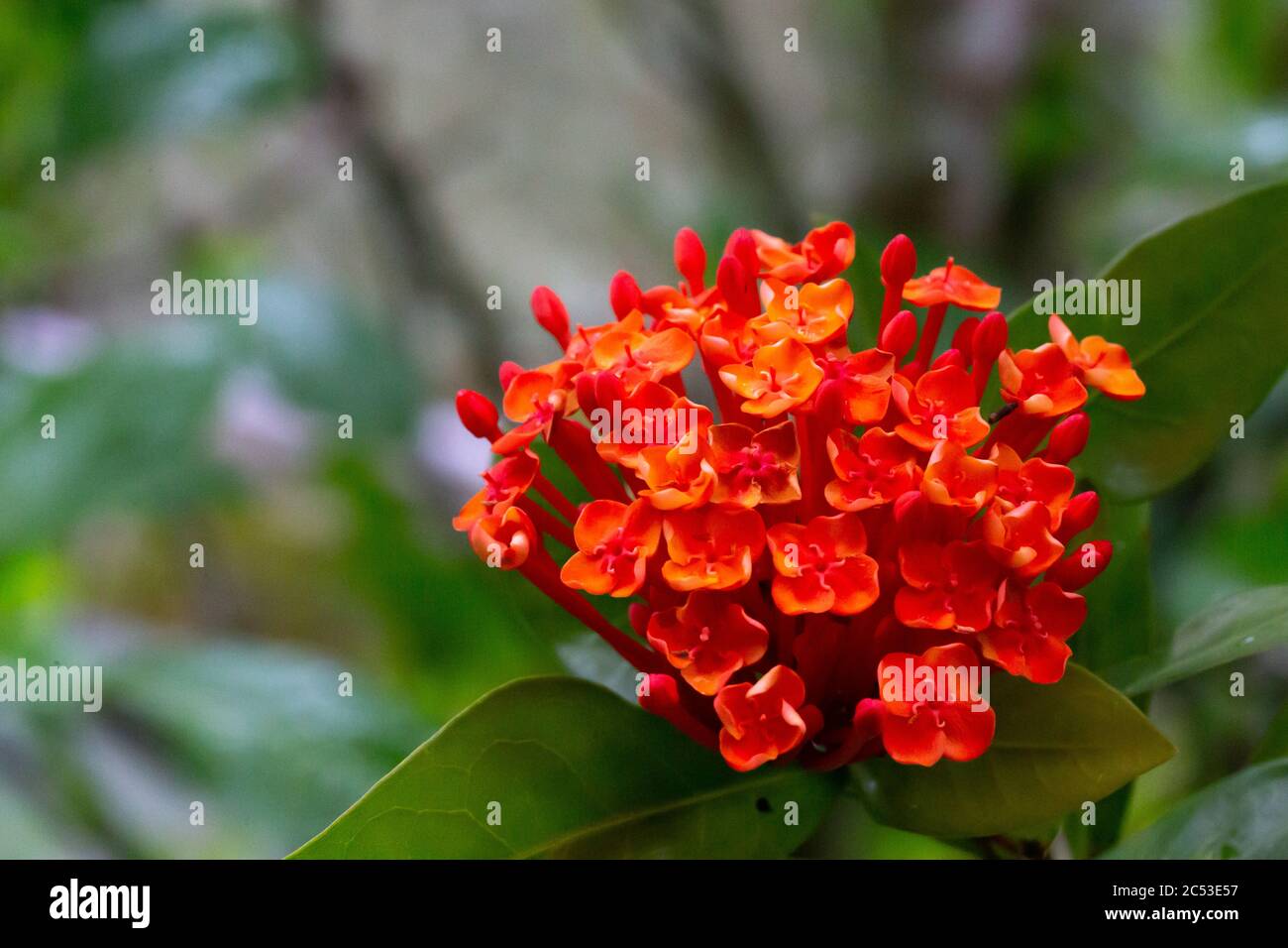 Colorful plants and flowers on the island of Madagascar Stock Photo Alamy