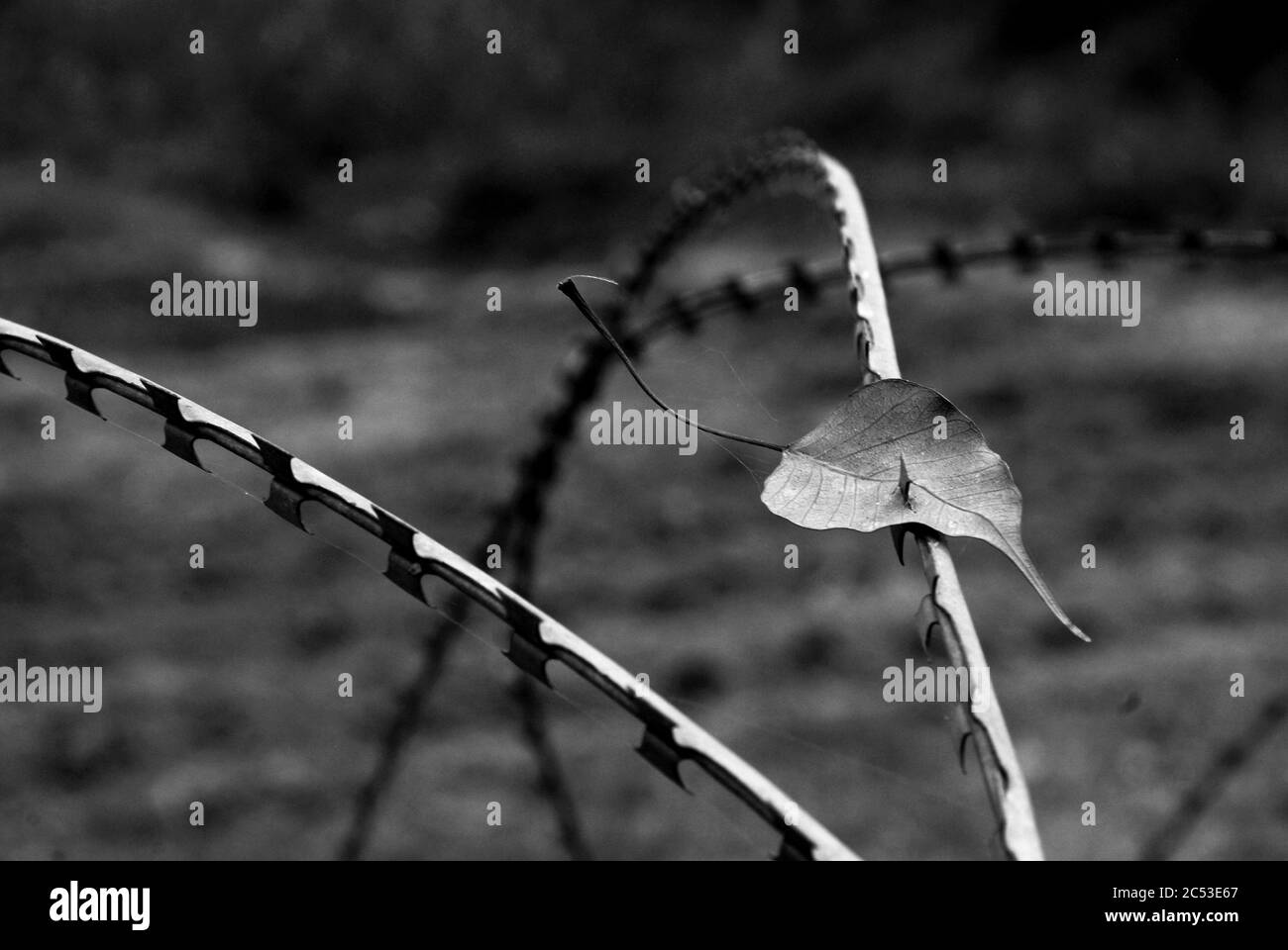 India-Pakistan border, Jammu, India. The sight of chains and barbed wire are common in Jammu & Kashmir, indicating the presence of the armed forces an Stock Photo