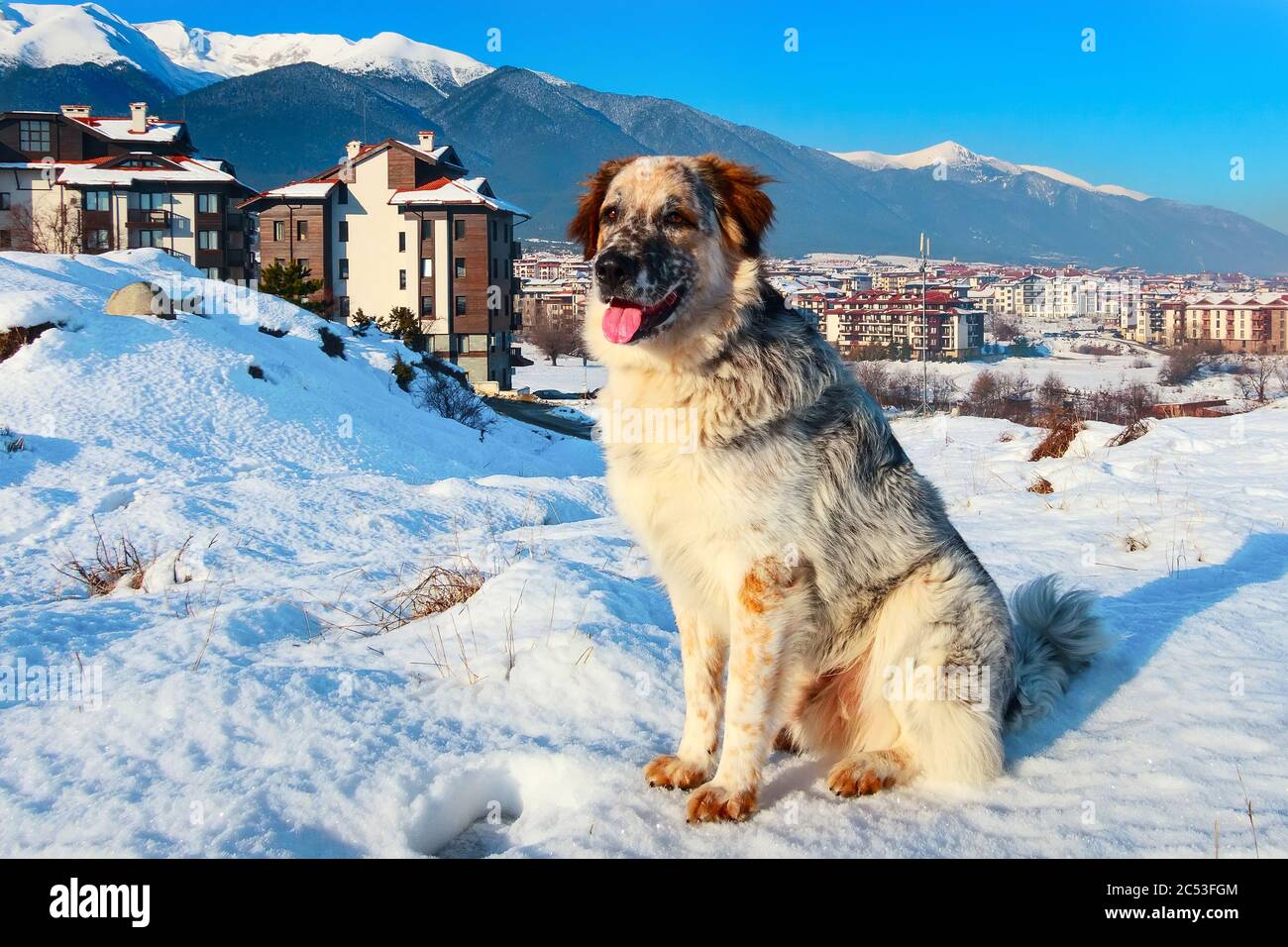 large white, balck and brown color dog, snow in winter town and mountains Stock Photo