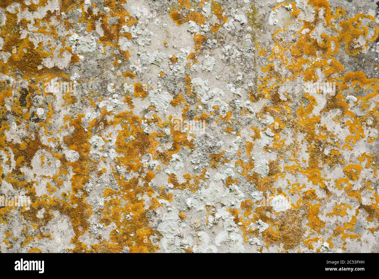 Old flat weathered stone with lichen. Background texture Stock Photo