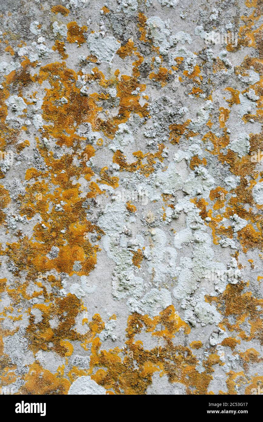 Old flat weathered stone with lichen. Background texture Stock Photo