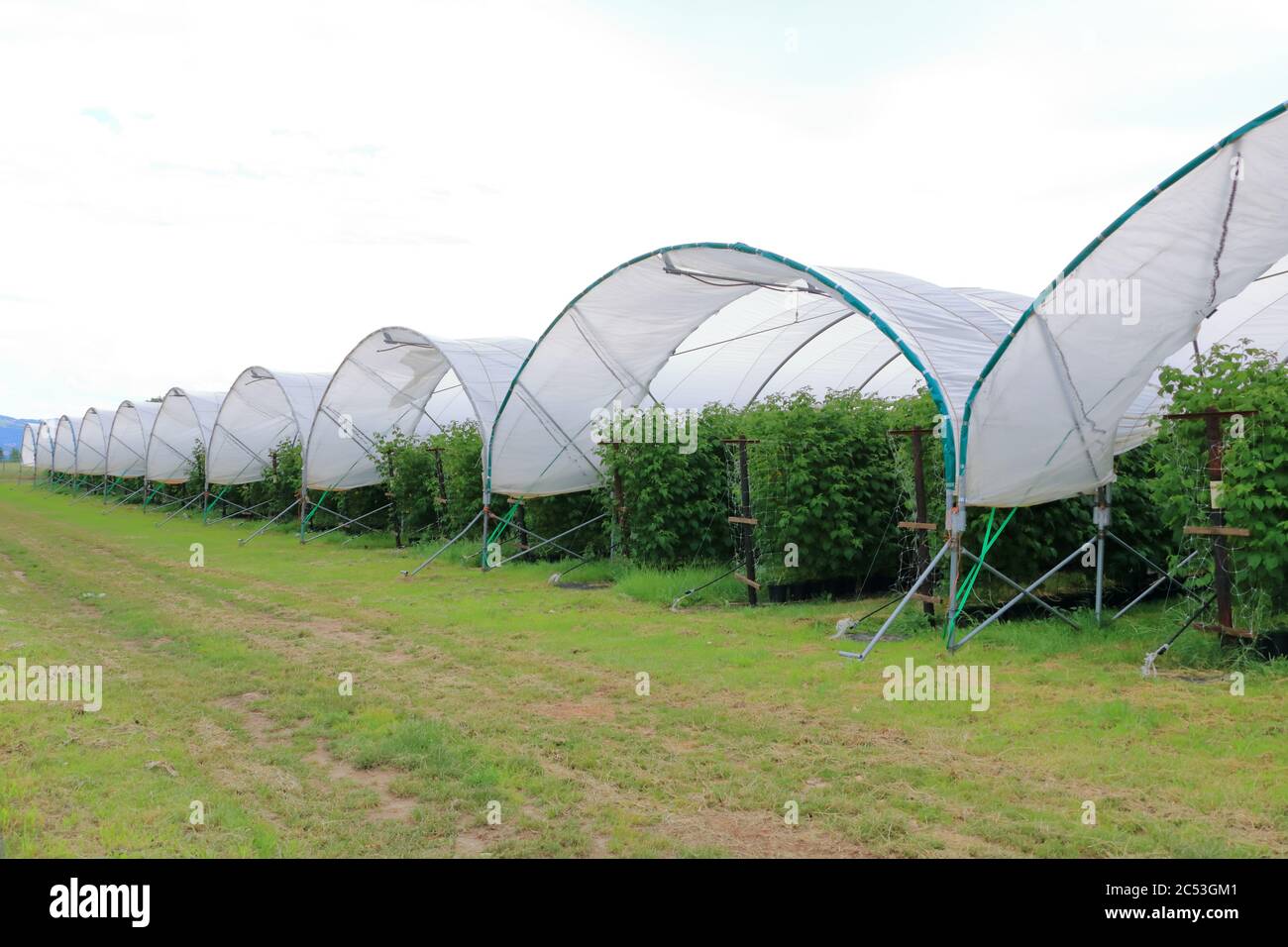 Growing raspberries in a greenhouse plantation Stock Photo Alamy