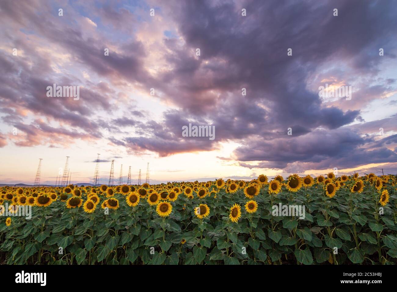 Sunflower field in rural area, under storm clouds, in summer Stock ...