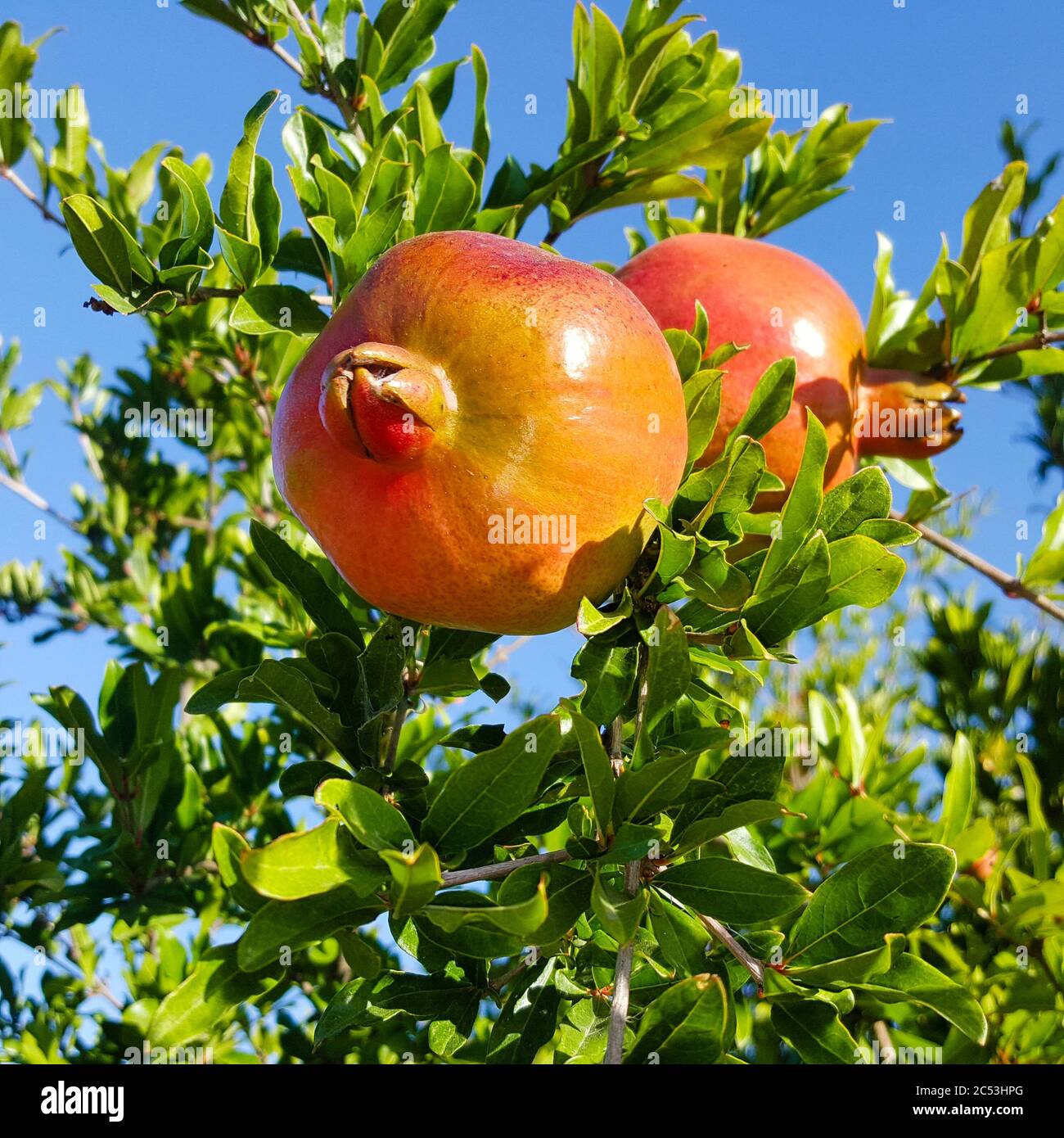 Pomegranate (Punica granatum), fruits growing on the tree, Obzor, Bulgaria. Stock Photo