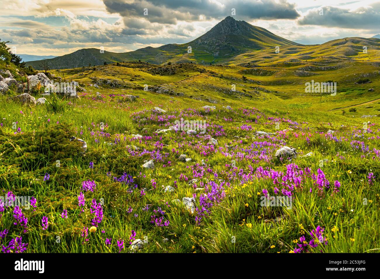 magical blooms of Greater Polygala in the Campo Imperatore plateau Stock Photo