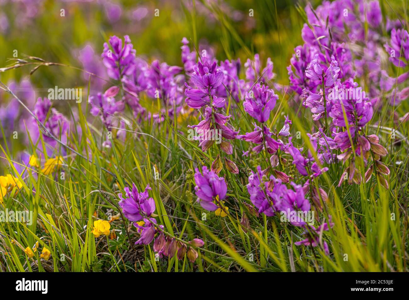 At the beginning of summer, large bushes of Greater polygala color the plain of Campo Imperatore Stock Photo