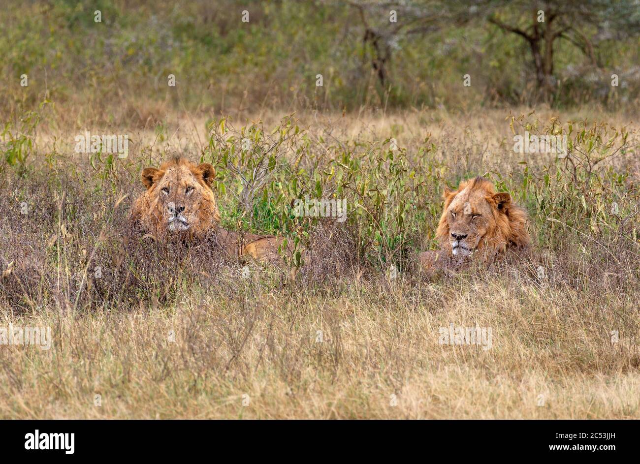 Lion (Panthera leo).Two male lions lying in the long grass, Lake Nakuru National Park, Kenya, Africa Stock Photo