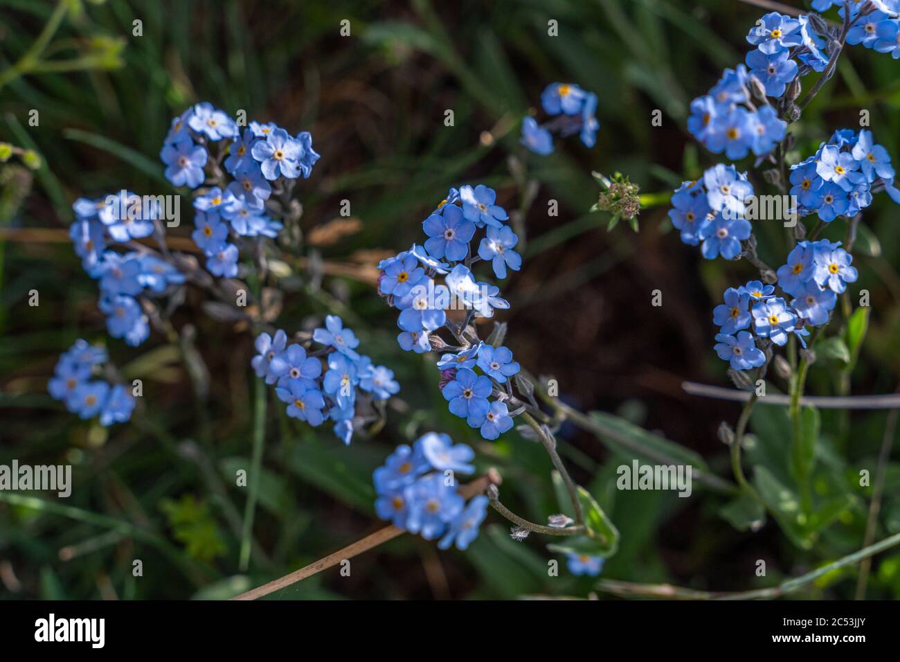 Springtime blue forget-me-not flowers Stock Photo