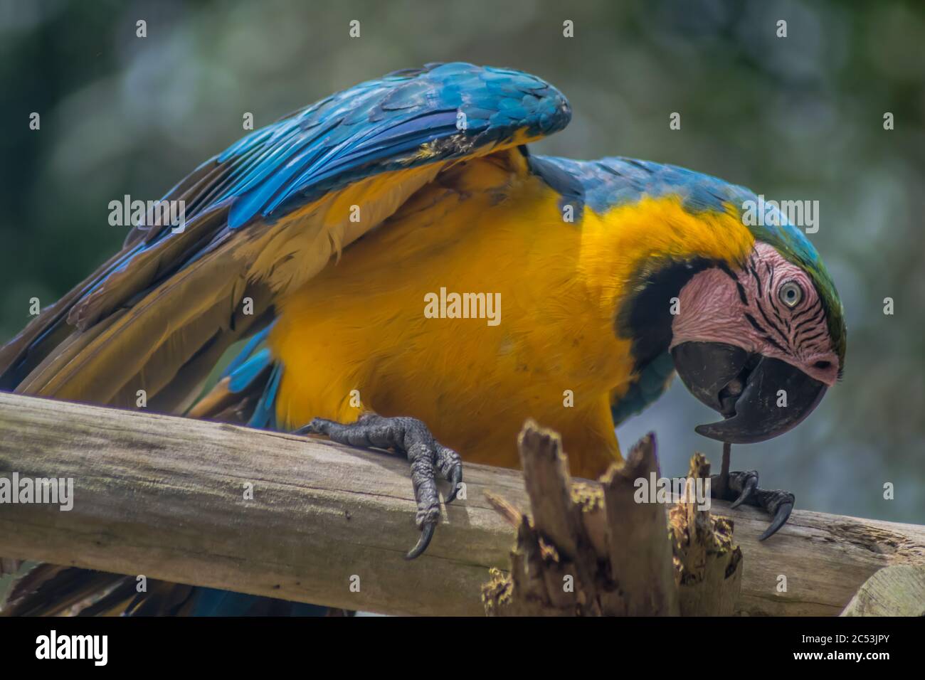 A macaw (Ara ararauna) pulling a nail Stock Photo