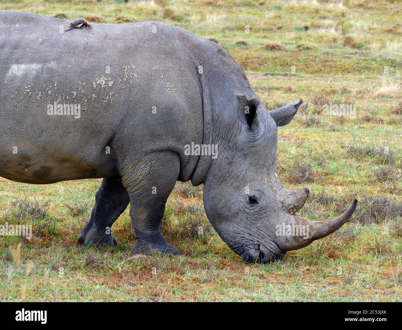 Red-billed Oxpecker (Buphagus erythrorynchus) drinking blood of a White rhinoceros (Ceratotherium simum), Lake Nakuru National Park, Kenya, Africa Stock Photo