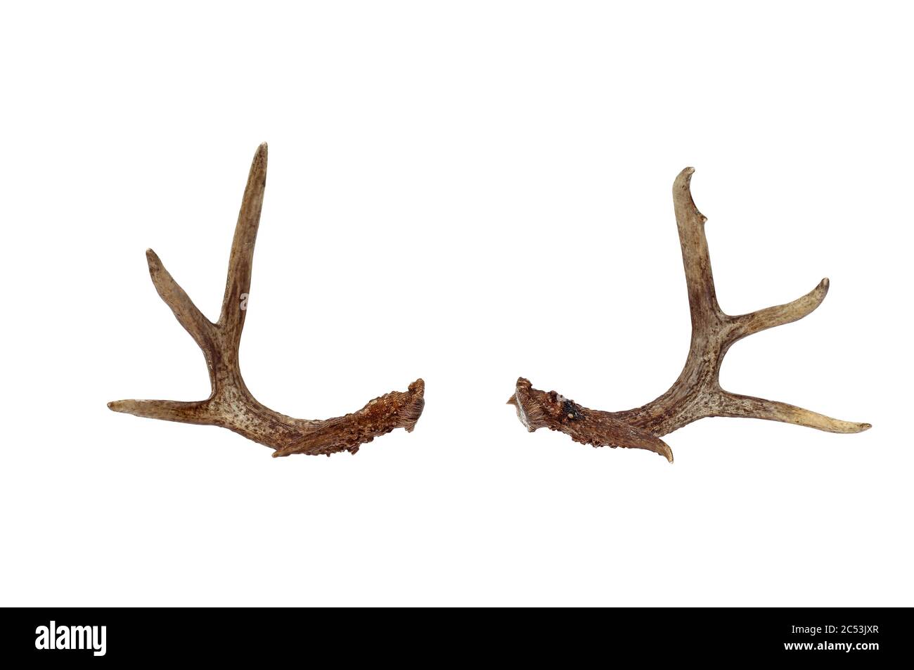Real deer antlers isolated of a white background with clipping path included. Stock Photo