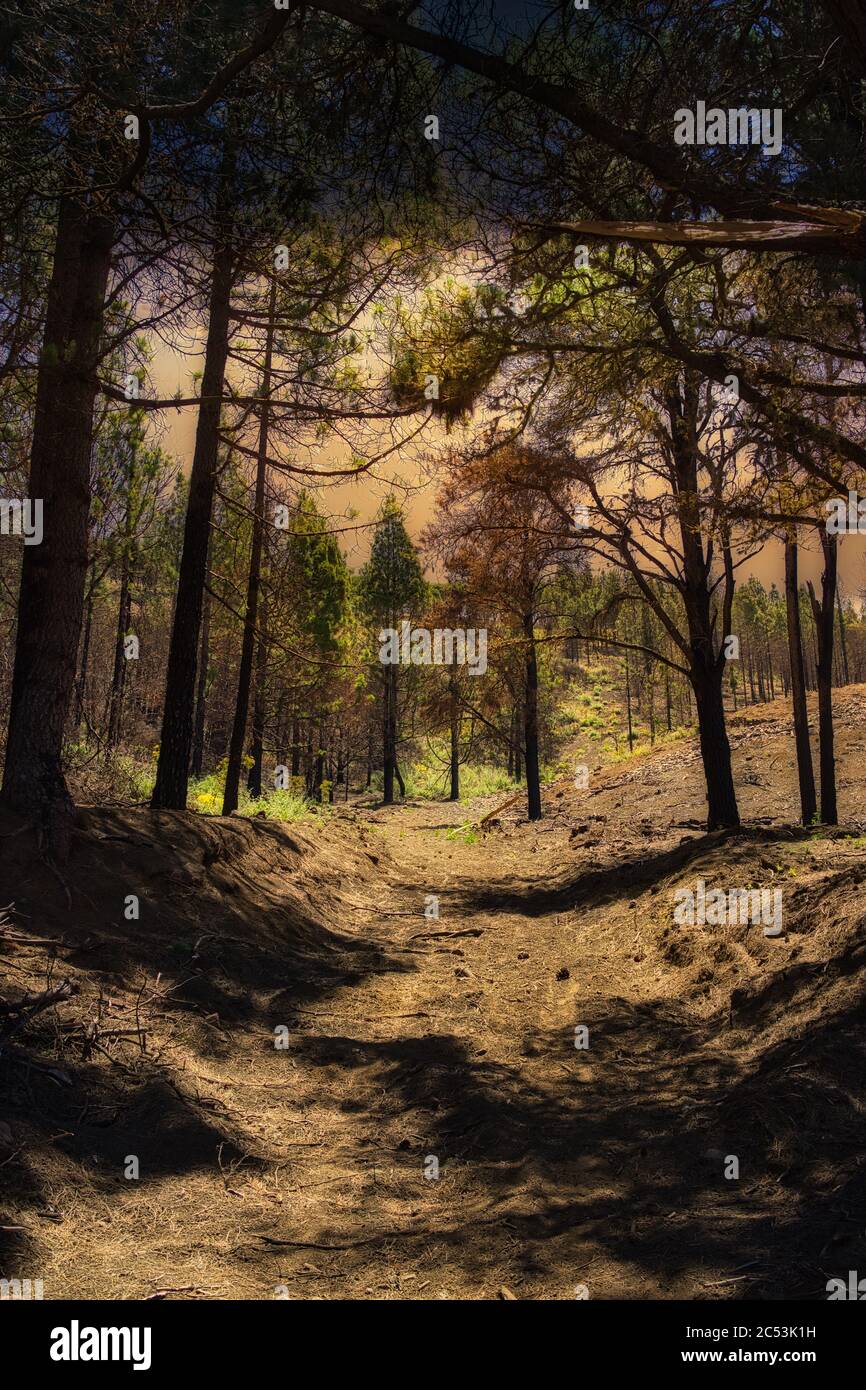 Mysterious vertical shot of thin trees in an abandoned forest with a ...