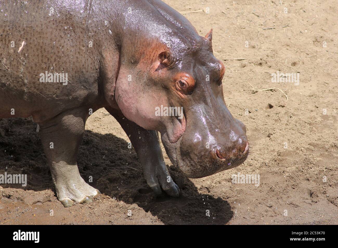 Portrait of a hippo on the light brown sandy shore of the Mara River Stock Photo