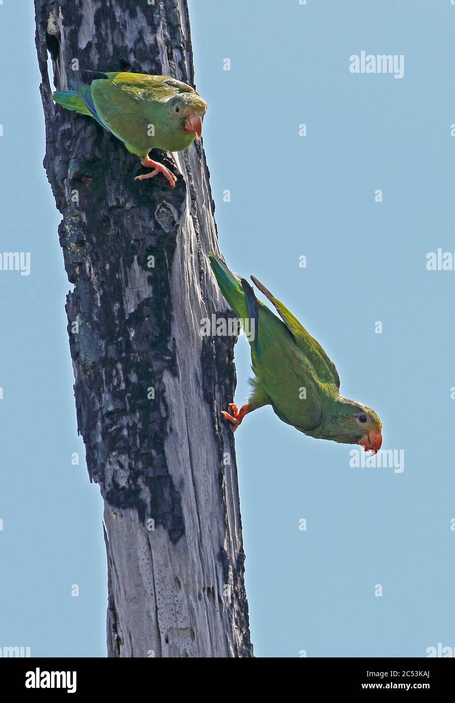 Cobaltwinged Parakeet (Brotogeris cyanoptera cyanoptera) pair clinging