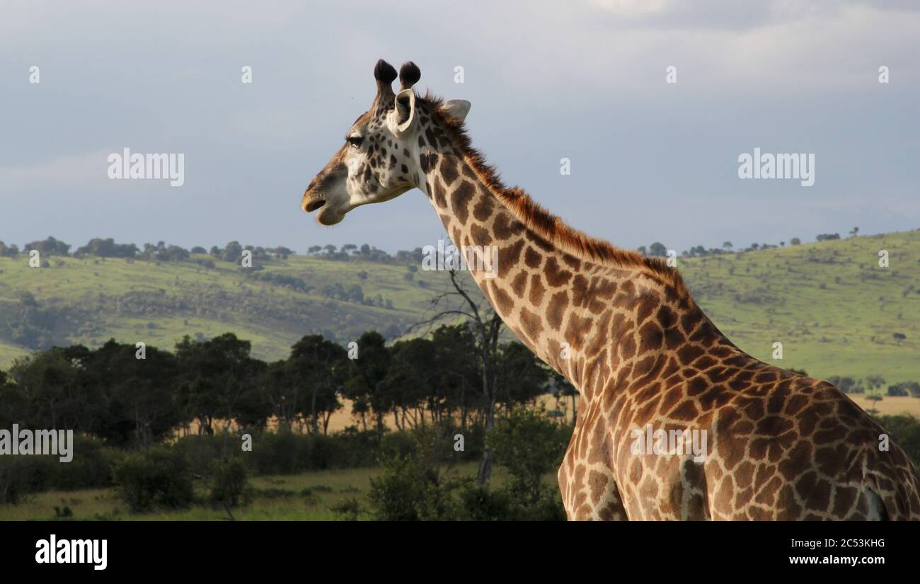 Portrait of a giraffe in the Masai Mara landscape in the morning light Stock Photo