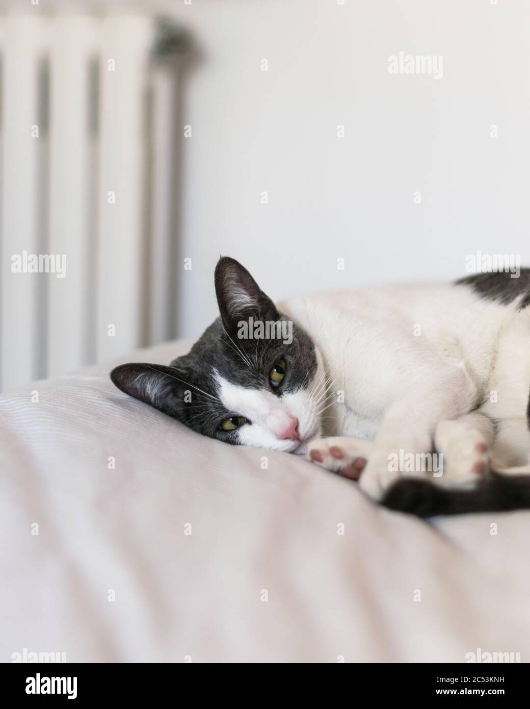 Cat sleeping on the bed close up view Stock Photo Alamy