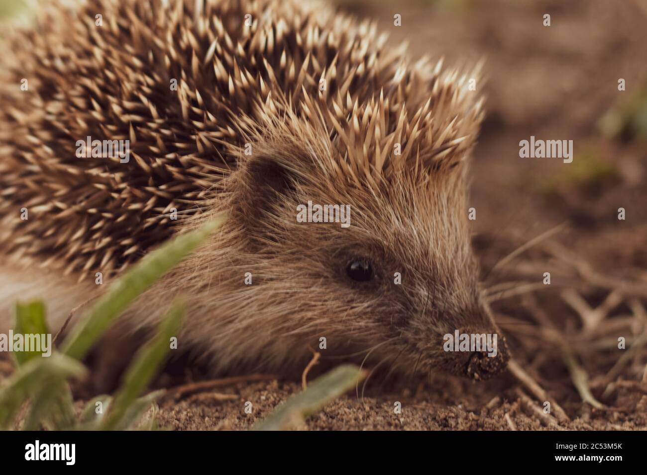 Adorable little hedgehog with sharp spikes on the sand Stock Photo - Alamy