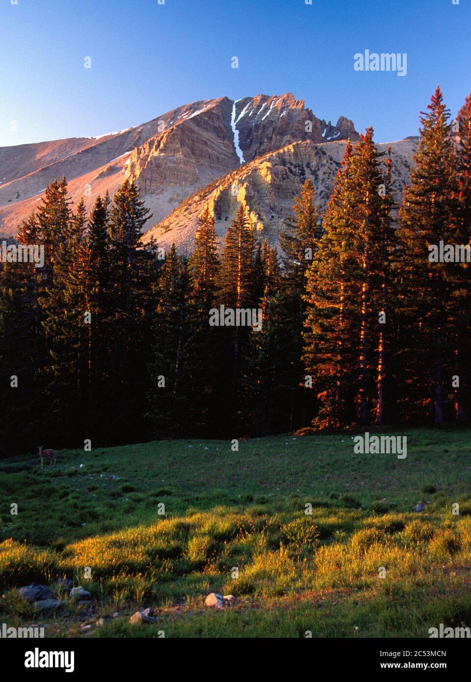 Great Basin National Park and Mount Moriah Wilderness, Snake Range