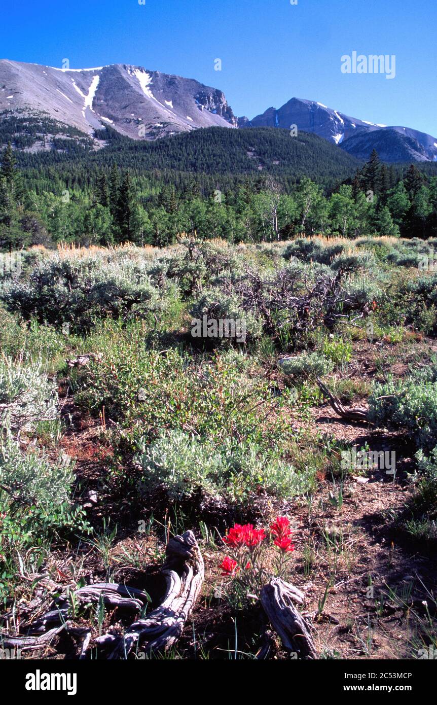 Great Basin National Park and Mount Moriah Wilderness, Snake Range