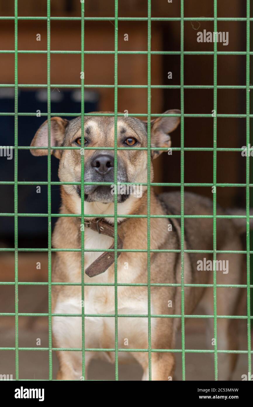 Nonbreeding dogs in a cage in a shelter Stock Photo Alamy
