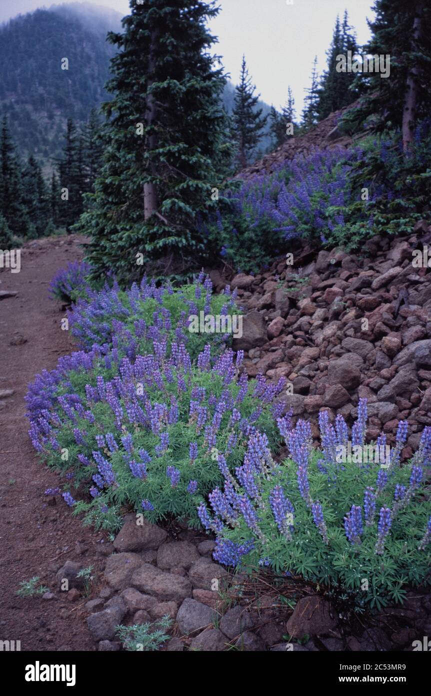 Flowers along the Weatherford Trail, San Francisco Peaks, Arizona Stock Photo
