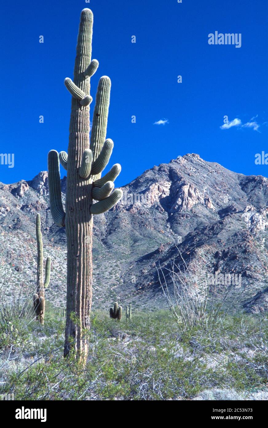Saguaro cactus, Harcuvar Mountains, Arizona Stock Photo