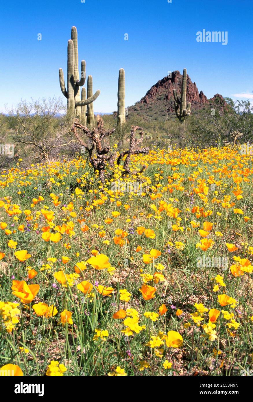 Mexican poppies, Organ Pipe Cactus National Monument, Arizona Stock Photo