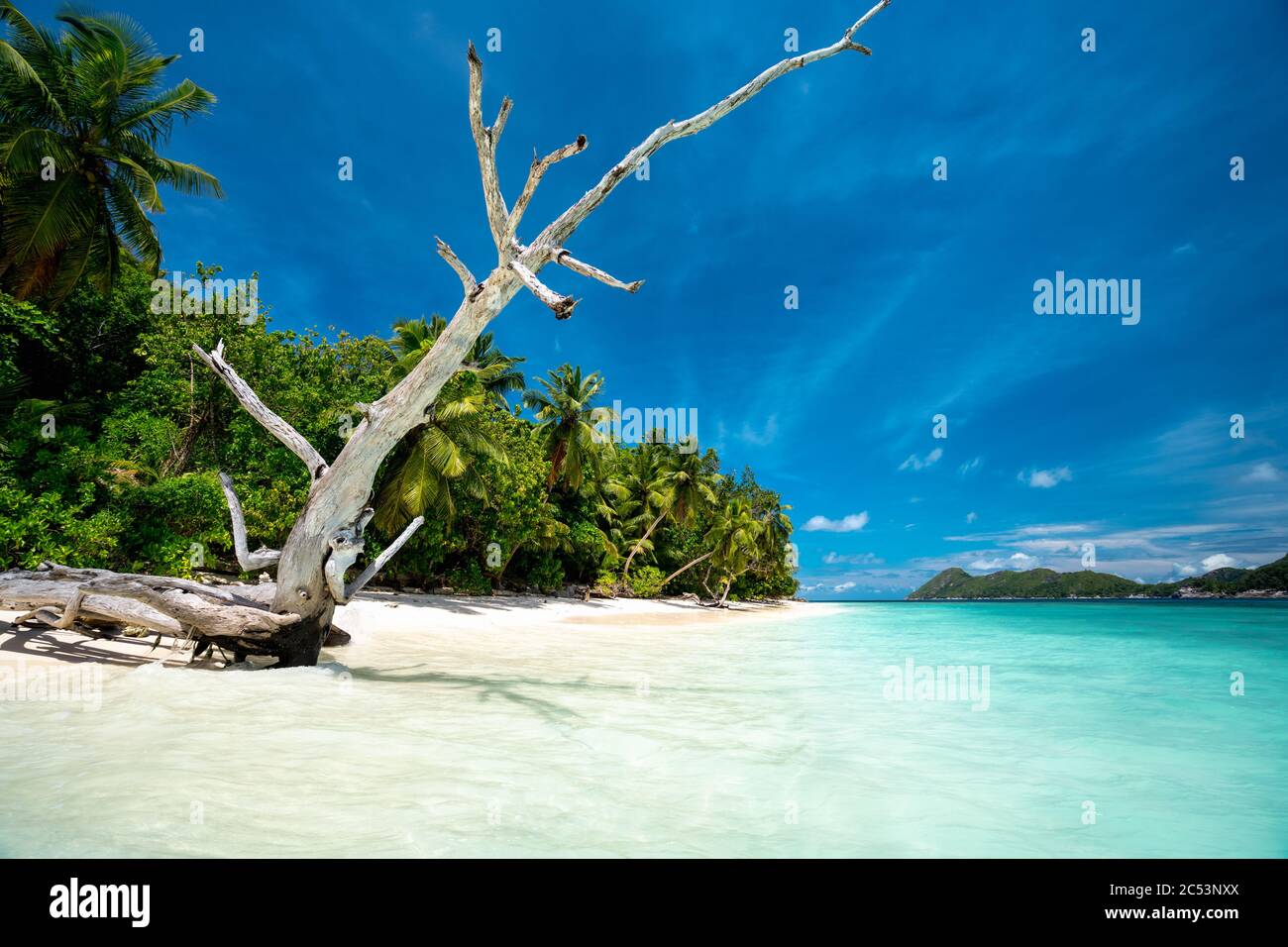 Surreal view with dry tree trunk on sandy beach with palm trees and blue lagoon and sky. Stock Photo