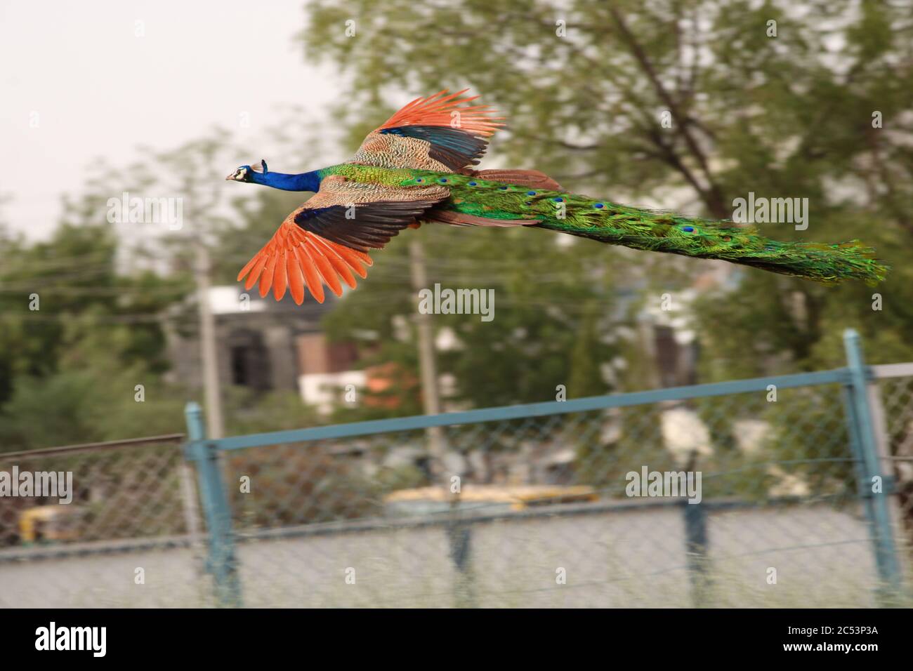 Indian peacock dance hi-res stock photography and images - Alamy