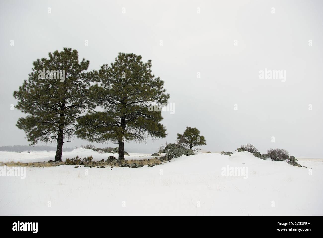 Ponderosa pines in fog and snow, Kendrick Park, Arizona Stock Photo