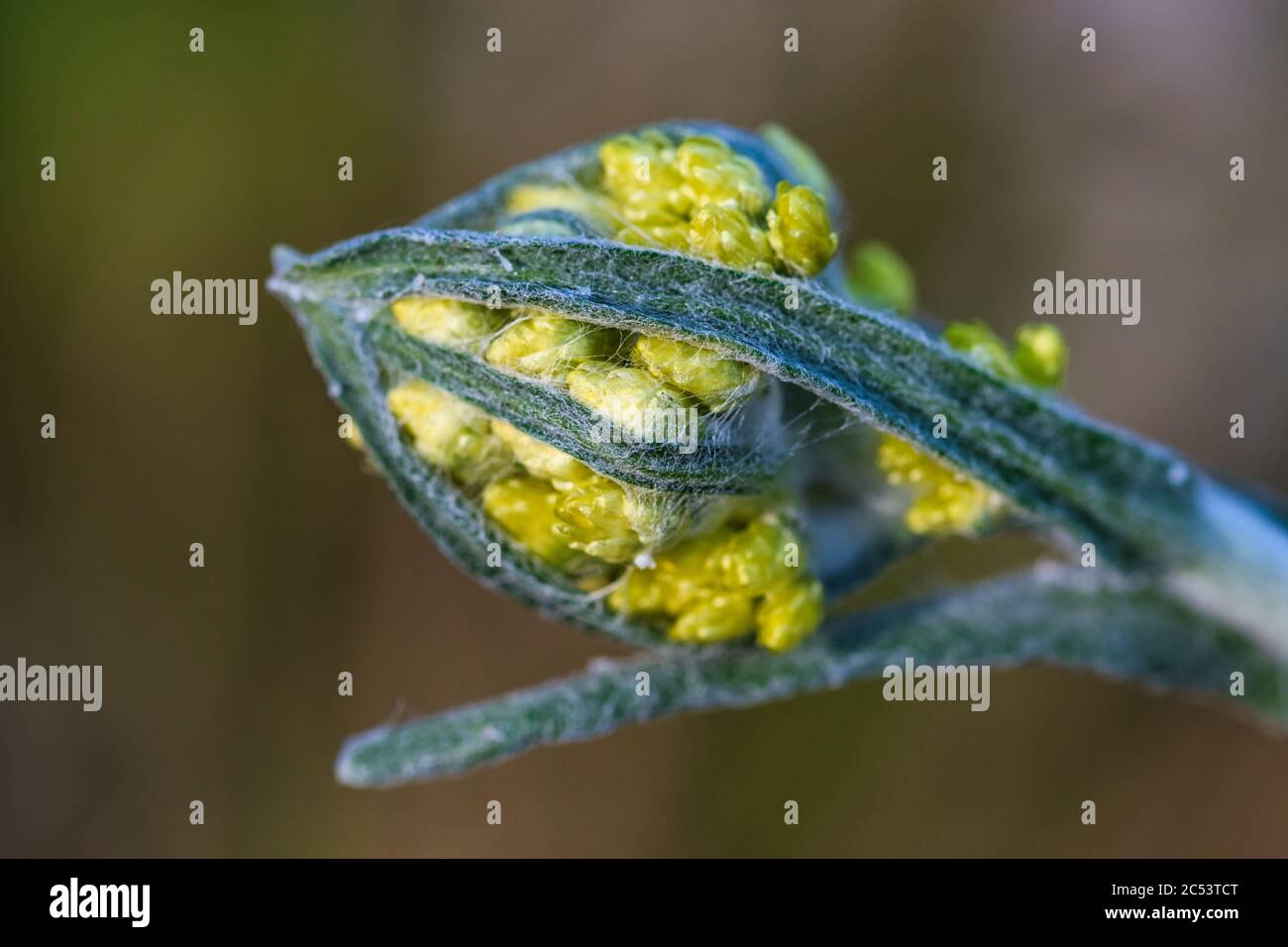 Dwarf everlast immortelle macro of golden yellow florets, flower buds and wooly fuzzy leaves, isolated with blurred background Stock Photo