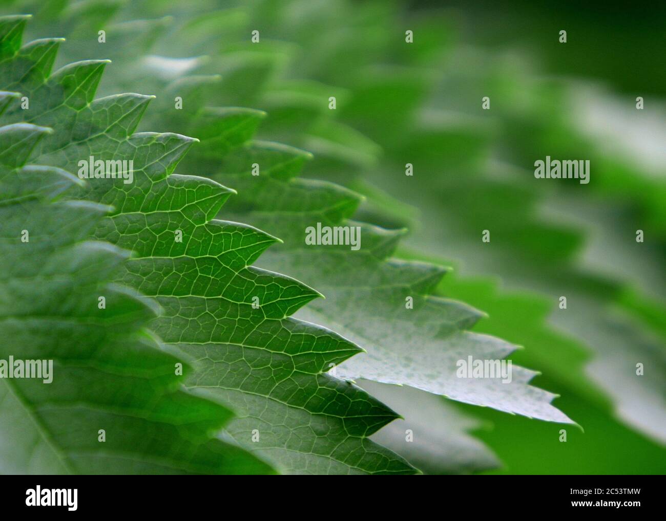Close-up photo featuring the jagged edges of a plant's leaves. Stock Photo