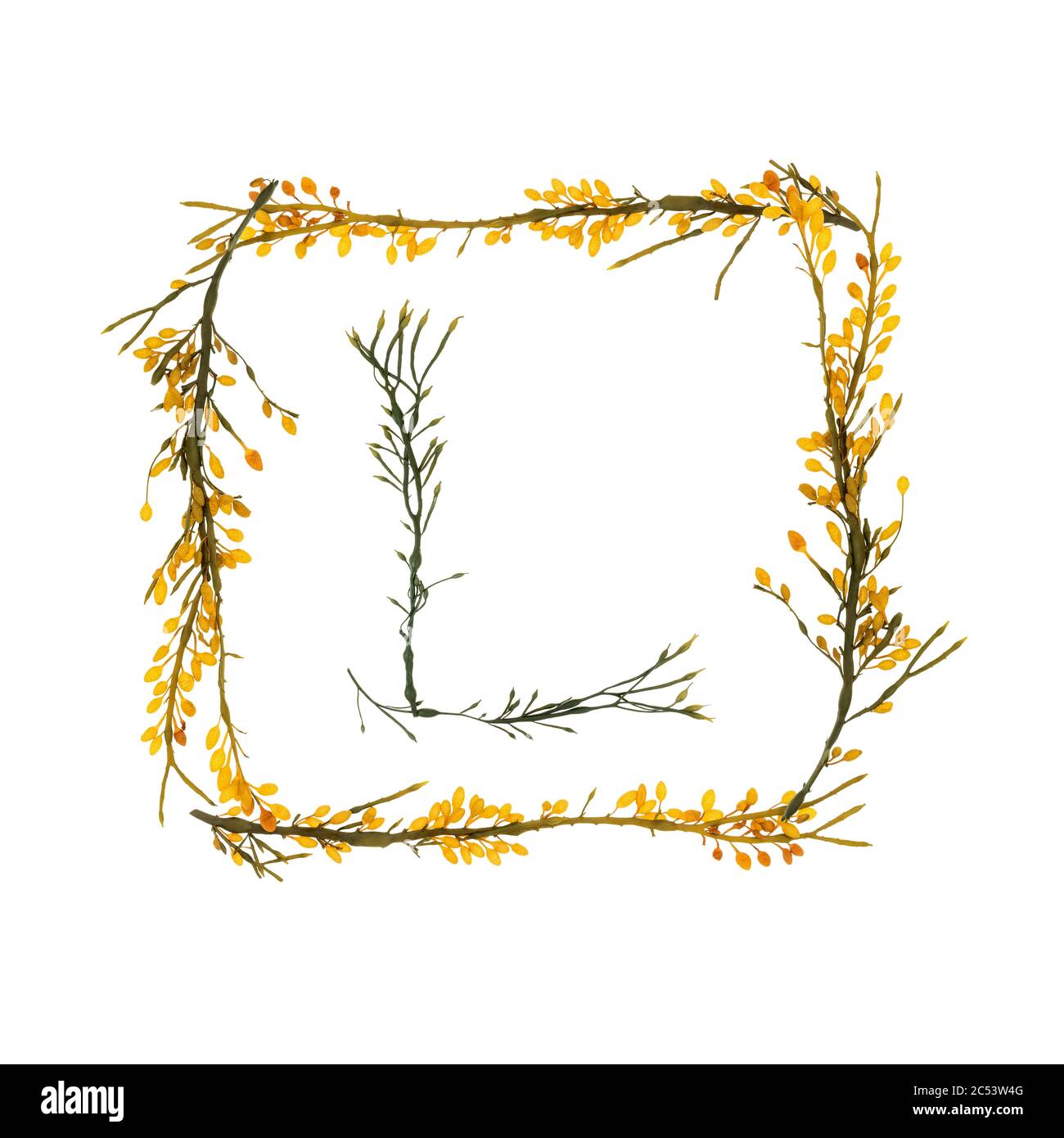 Letters and borders formed with Rockweed (Ascophyllum nodosum) gathered on the shore of Mount Desert Island, Maine. The yellow pods are conceptacles. Stock Photo