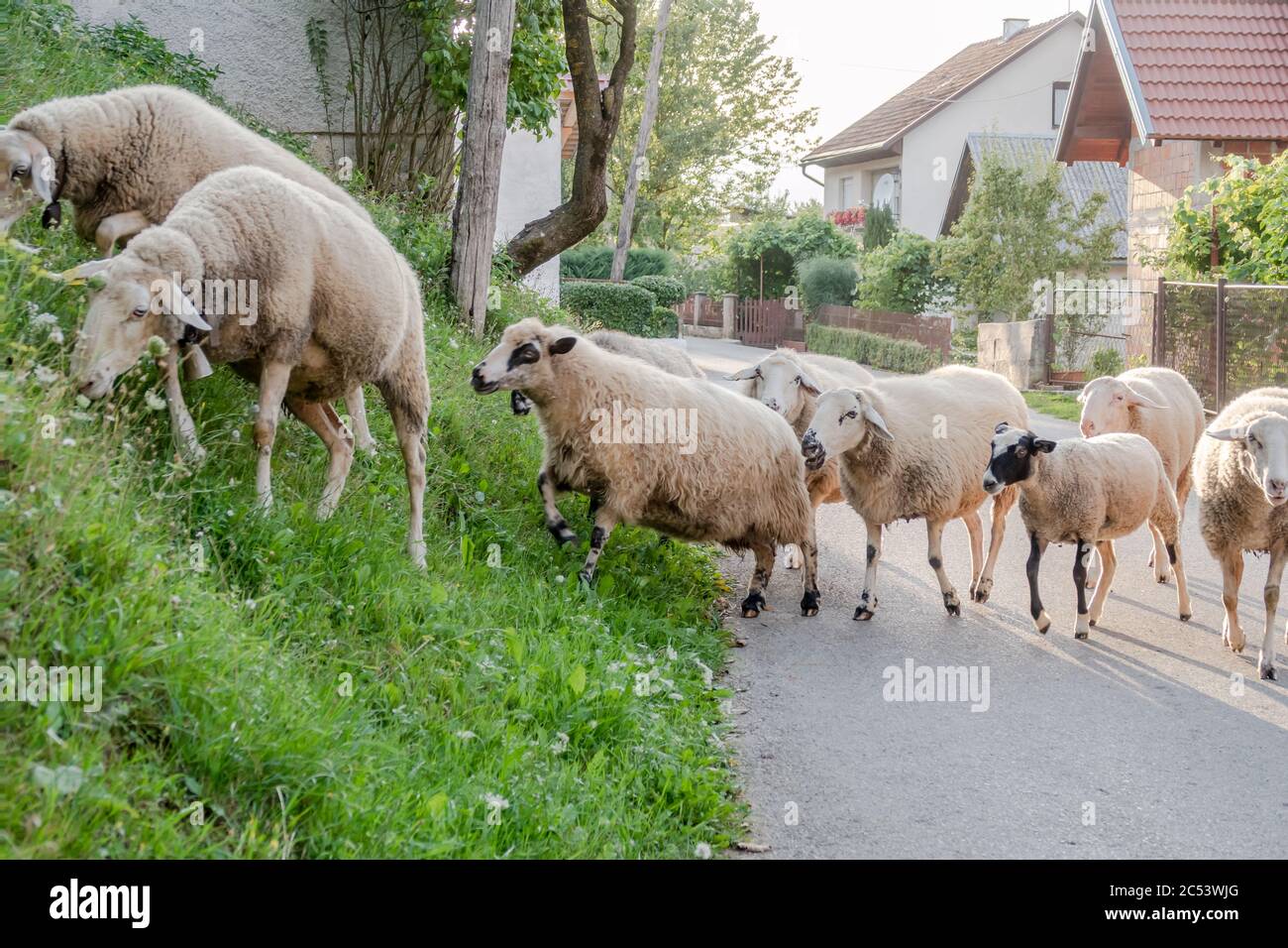 A flock of lambs crossing a village lane and grazing on the grass at the road side.  Lika, Croatia Stock Photo