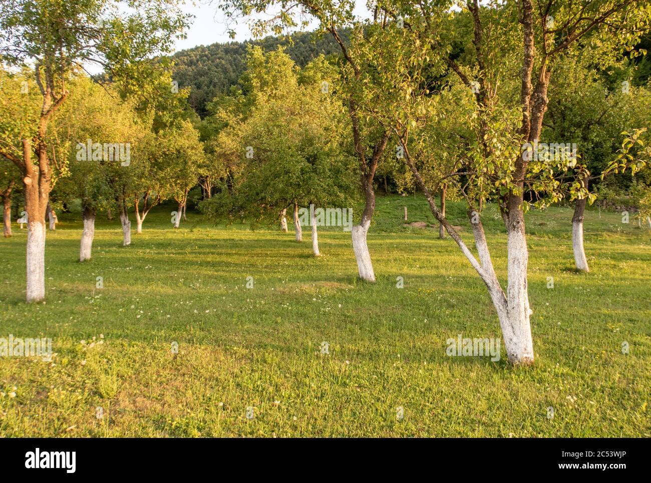 Fruit tree orchard with trees that have been white washed (lime/water painted) to help protect against infection/infestation.  Lika, Croatia Stock Photo