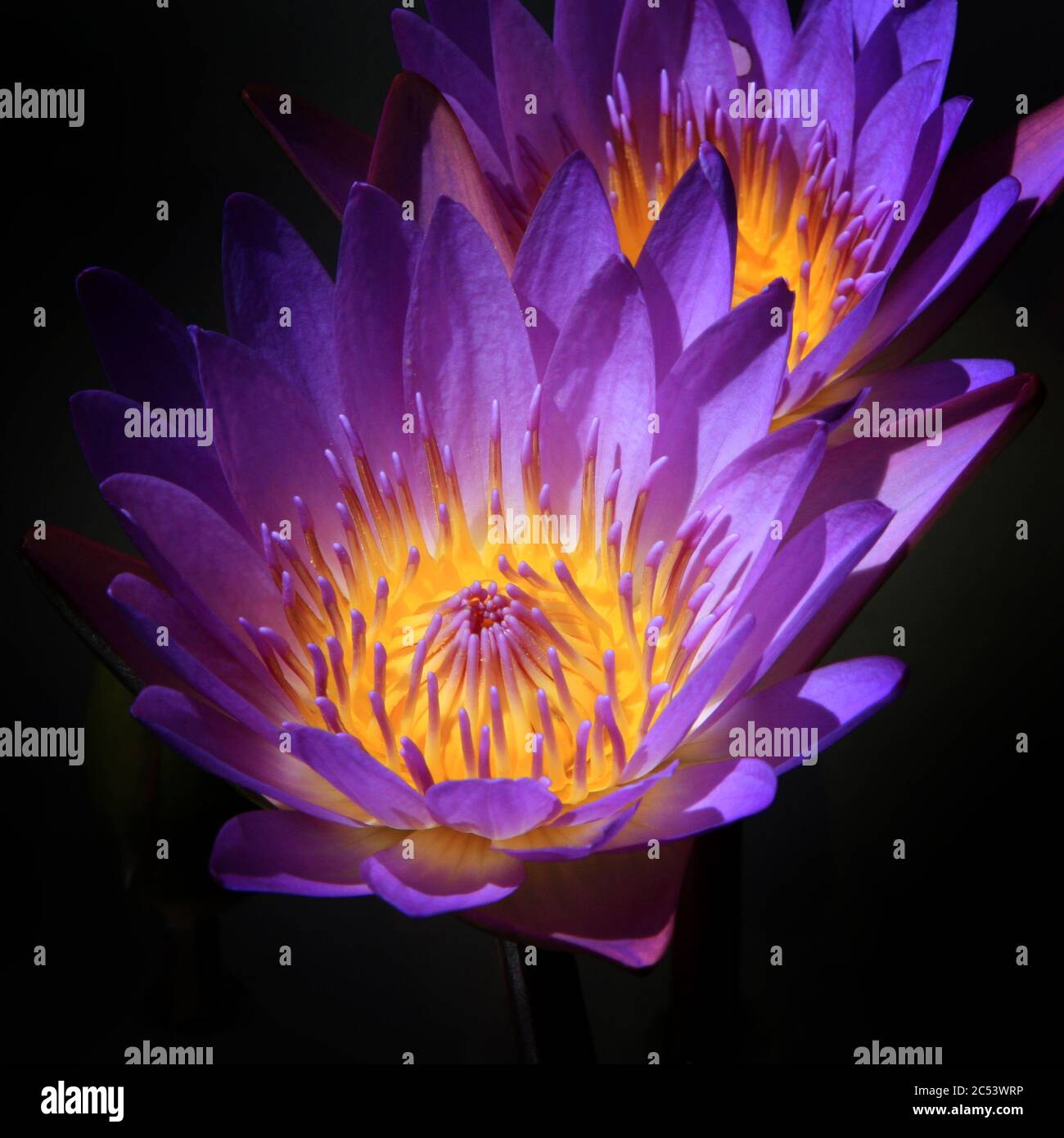 A water lily in full bloom. Stock Photo