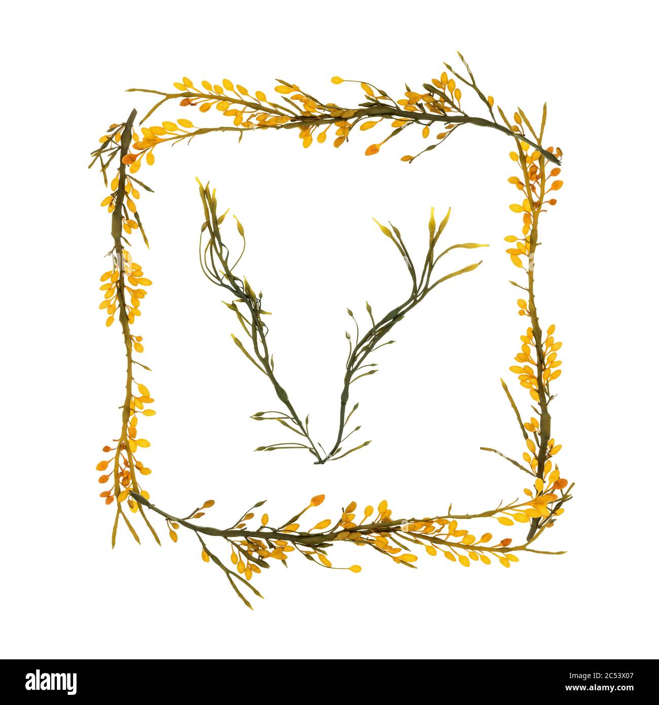Letters and borders formed with Rockweed (Ascophyllum nodosum) gathered on the shore of Mount Desert Island, Maine. The yellow pods are conceptacles. Stock Photo