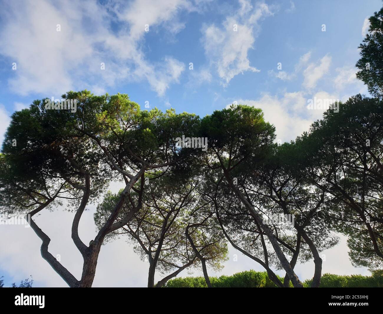 Green trees under the cloudy sky Stock Photo - Alamy