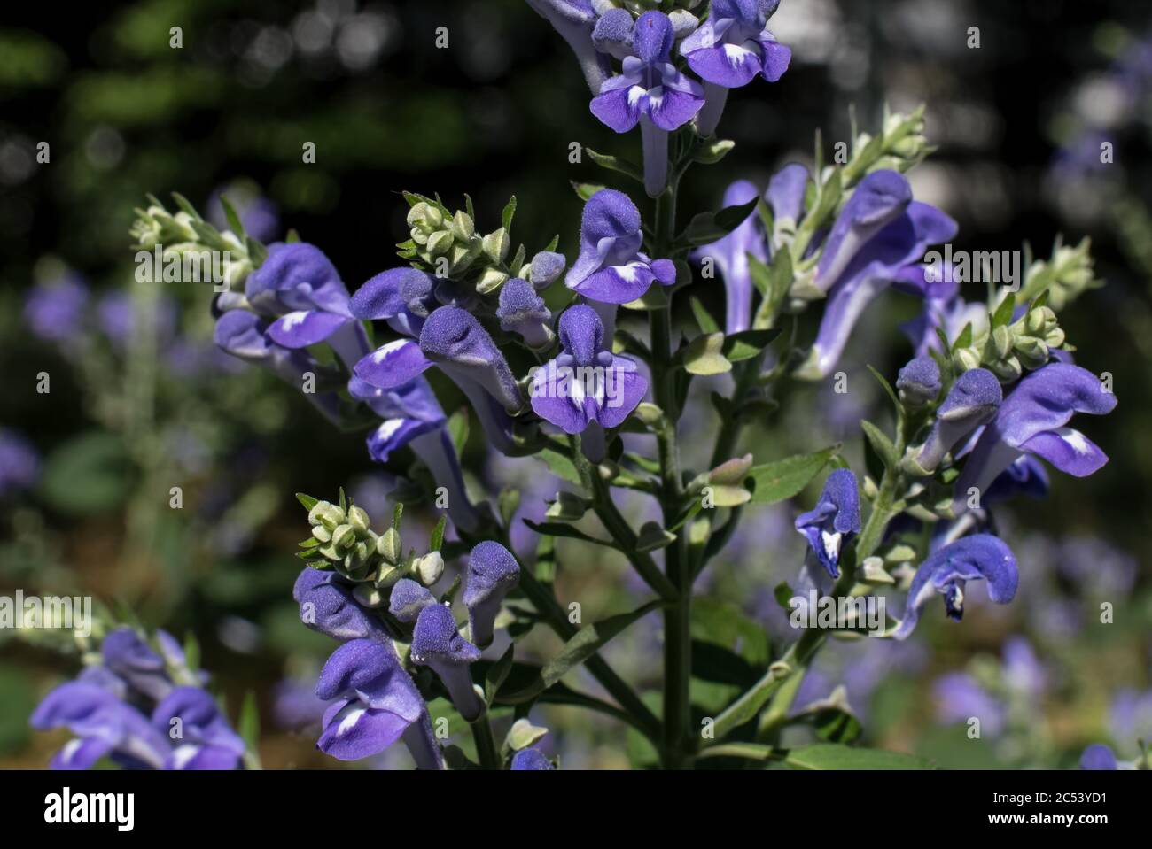 Downy skullcap and sometimes called hoary skullcap is usually found growing in dry soil at edge of the woods, or along roadsides. Stock Photo
