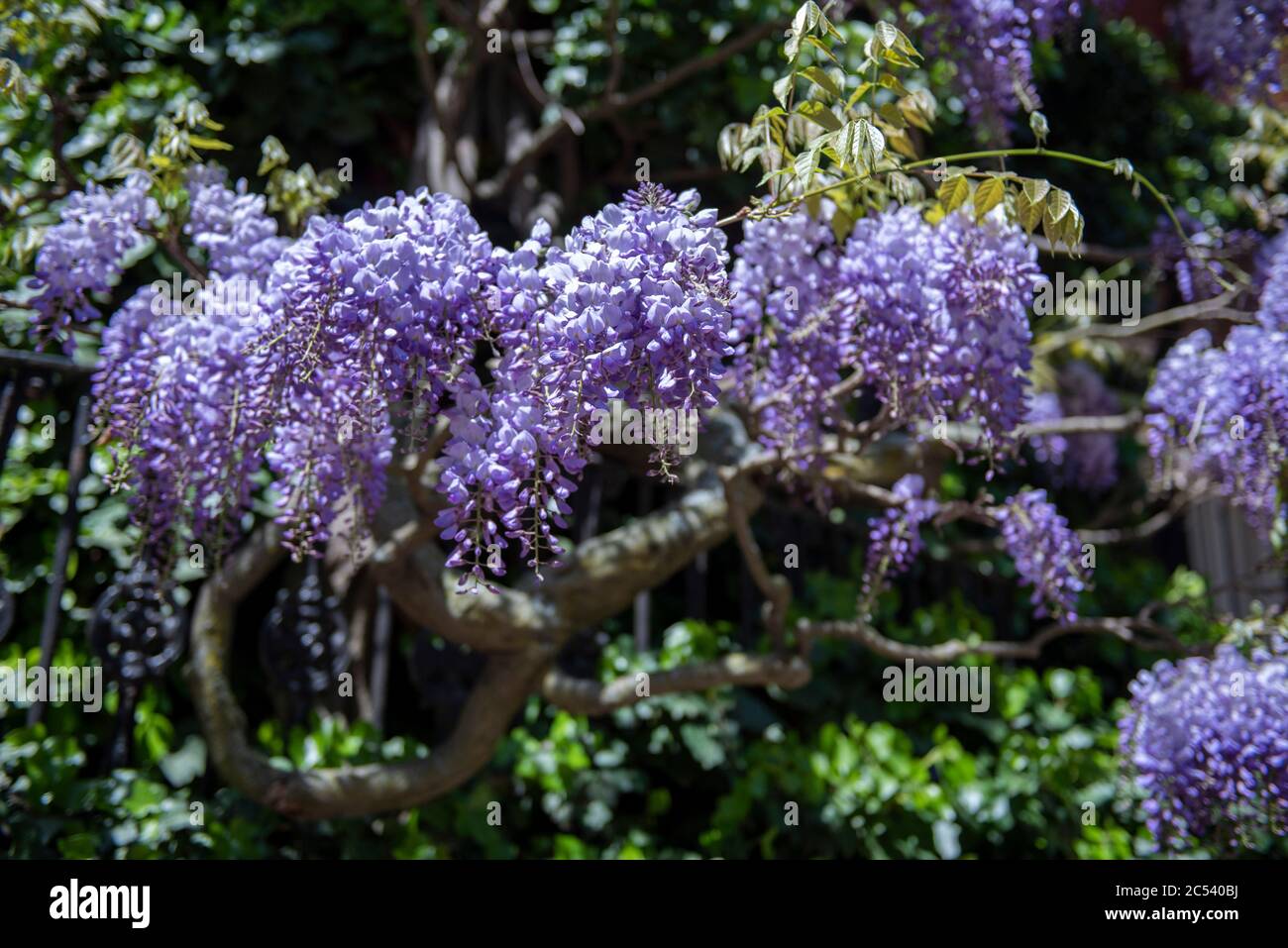 Purple Wisteria Flowers in Bloom Stock Photo Alamy