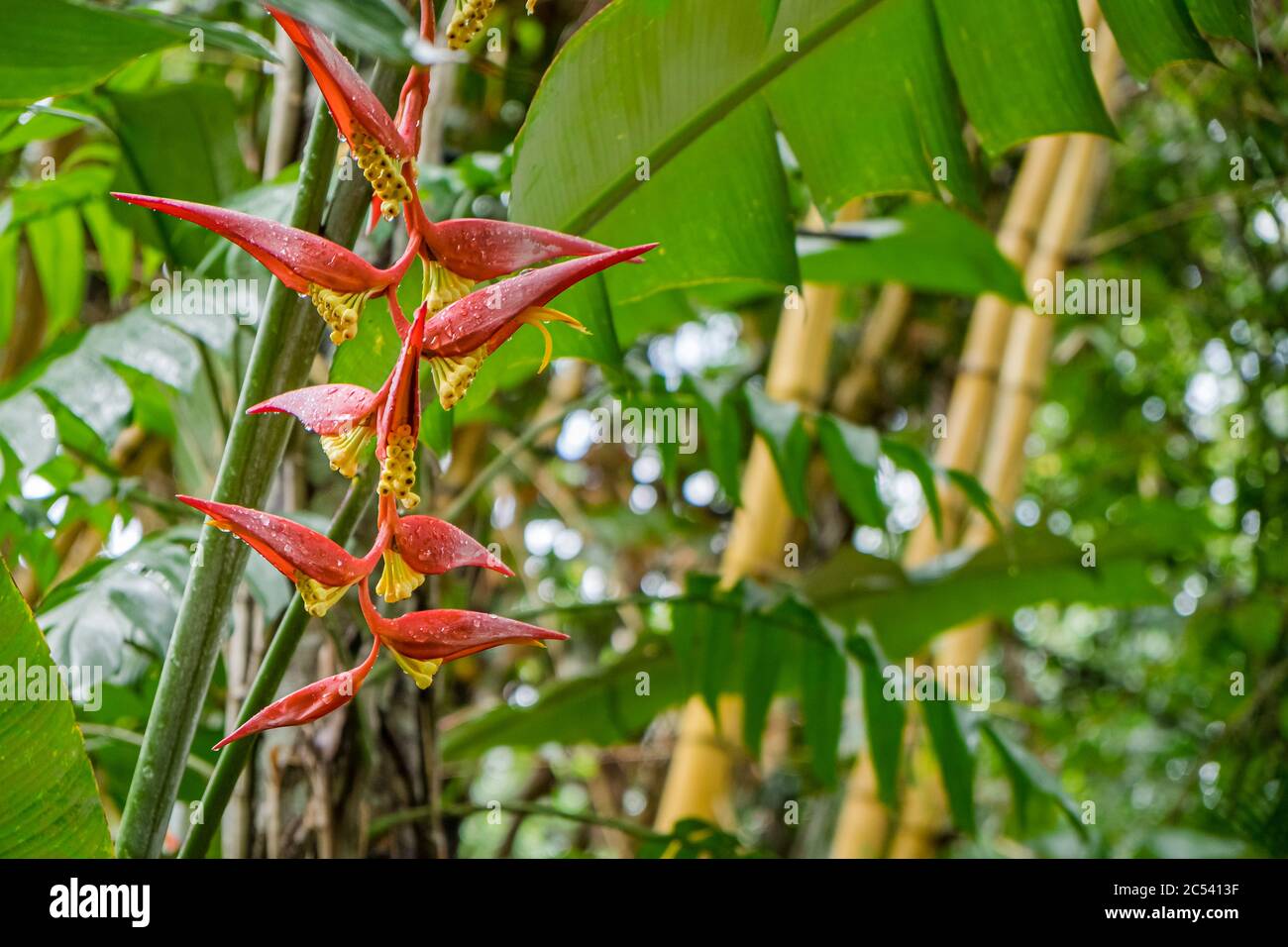 Banana blossom, exotic blossom in the jungle in Sri Lanka Stock Photo