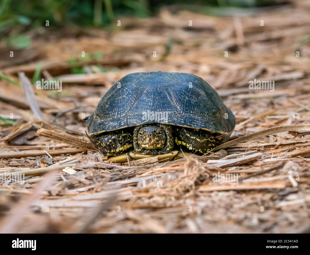 Close up with The European pond turtle (Emys orbicularis) in Vacaresti Park Nature Reserve, located in Bucharest - Romania. Stock Photo