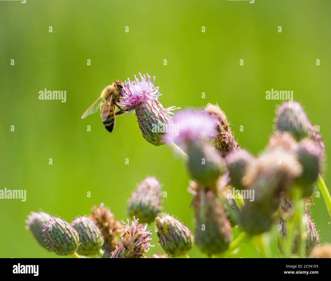 Honey bee collecting pollen from Centaurea stoebe or Cirsium arvense . Bee pollinating a flower. Stock Photo