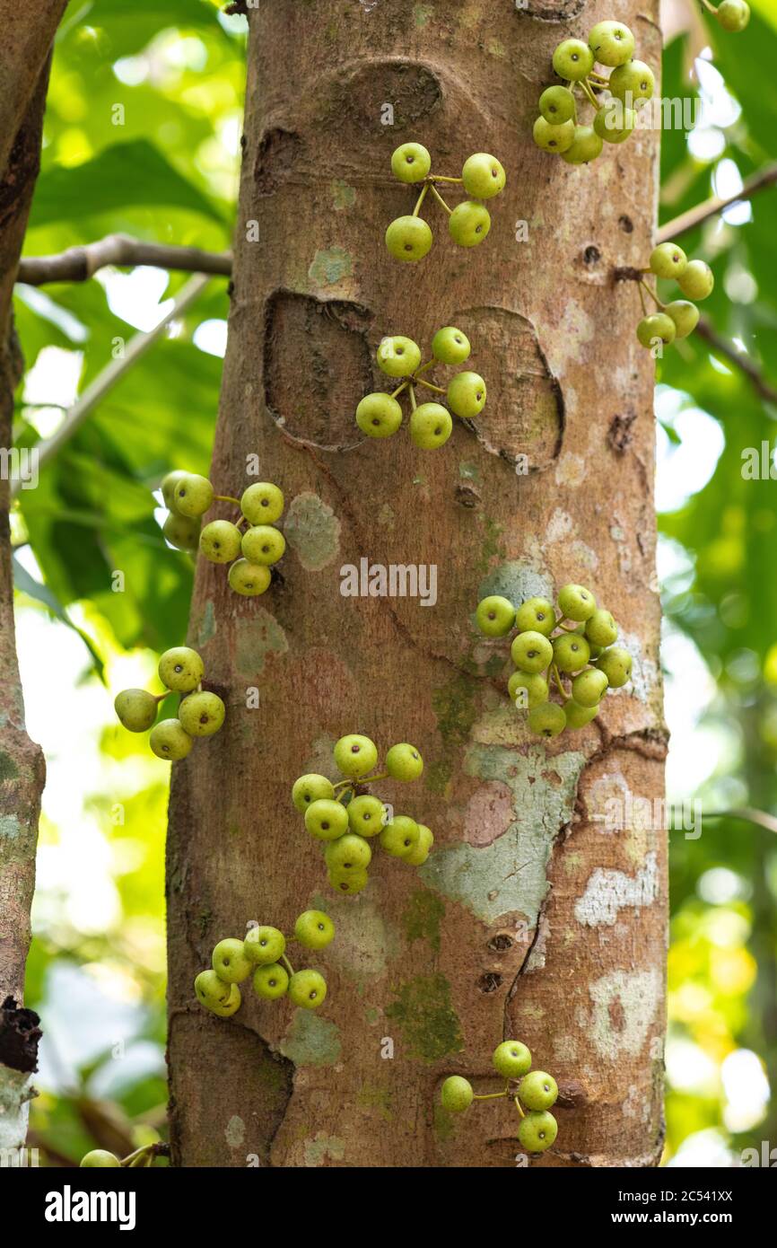 Common red stem-fig (Ficus variegata) Stock Photo
